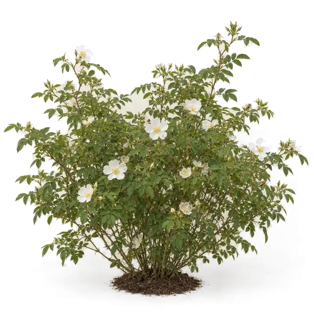 Botanische plaat van Bosroos