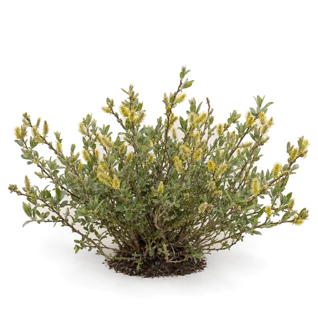 Botanische plaat van Kruipwilg