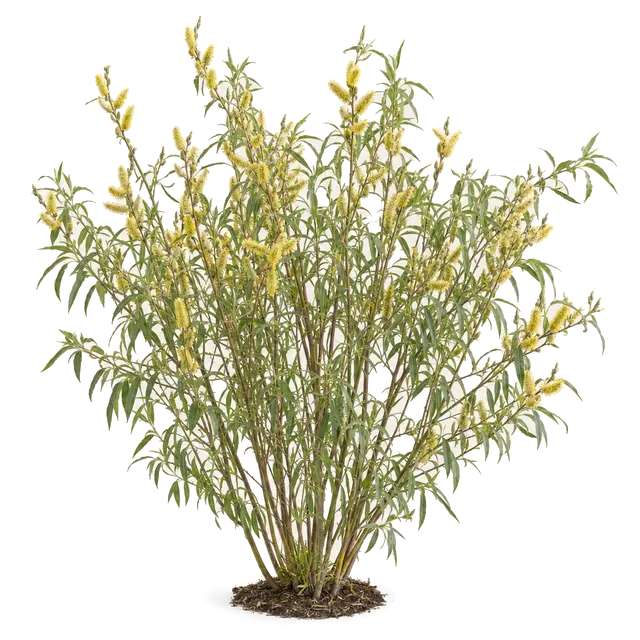 Botanische plaat van Katwilg