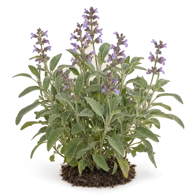 Botanische plaat van Echte salie