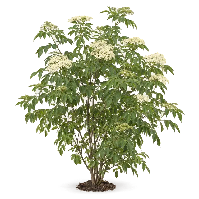 Botanische plaat van Gewone vlier
