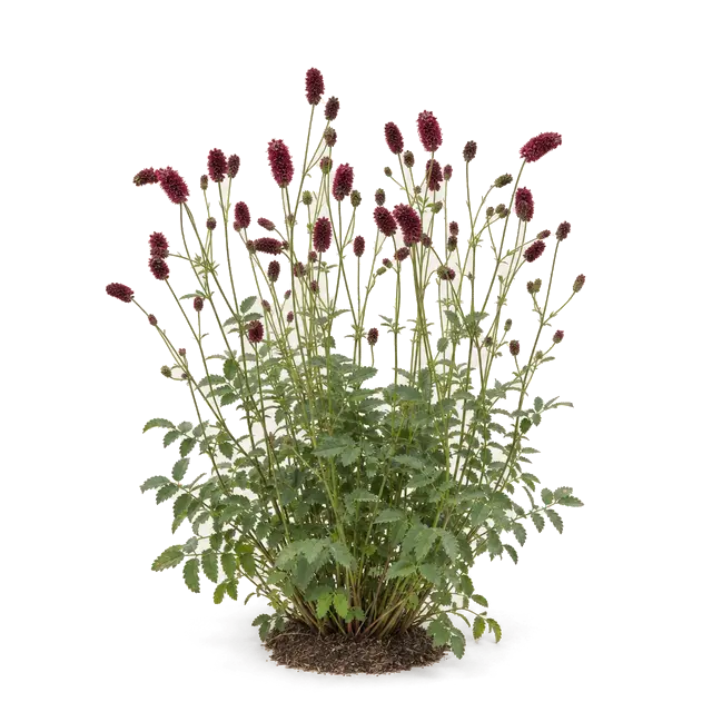 Botanische plaat van Grote pimpernel
