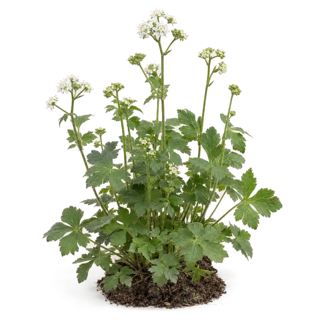 Botanische plaat van Heelkruid