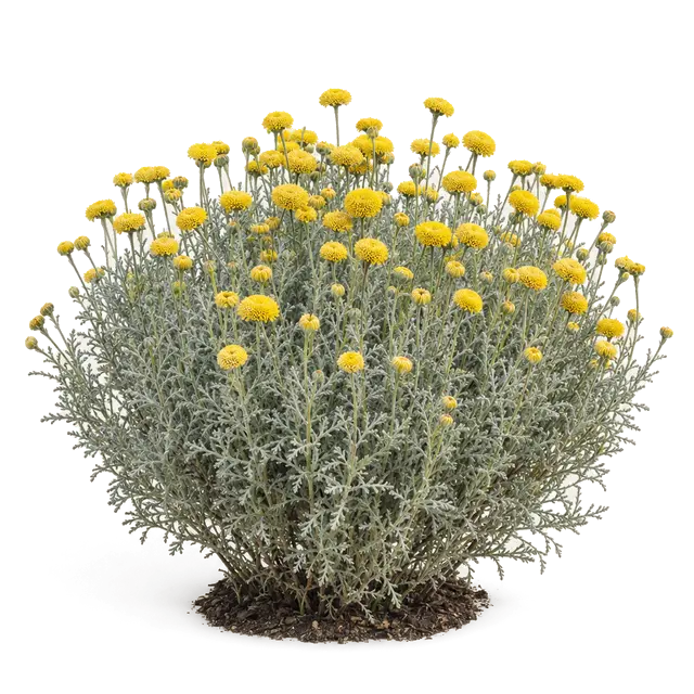 Botanische plaat van Heiligenkruid