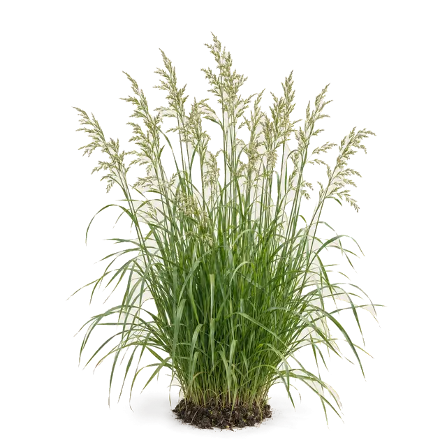 Botanische plaat van Reuzenzwenkgras