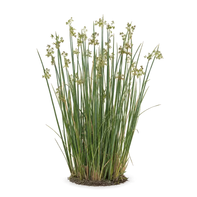 Botanische plaat van Mattenbies
