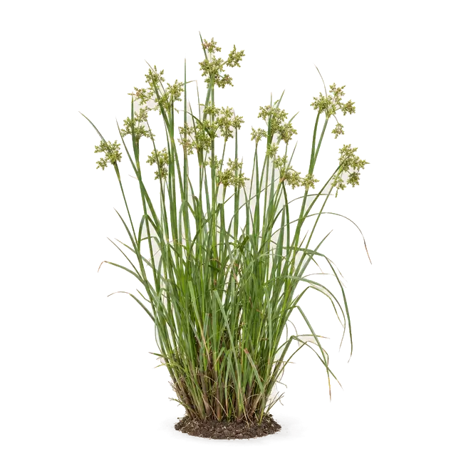Botanische plaat van Bosbies