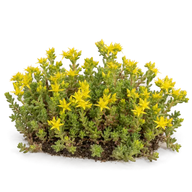Botanische plaat van Muurpeper