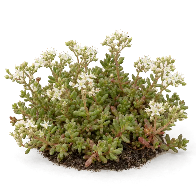 Botanische plaat van Wit vetkruid