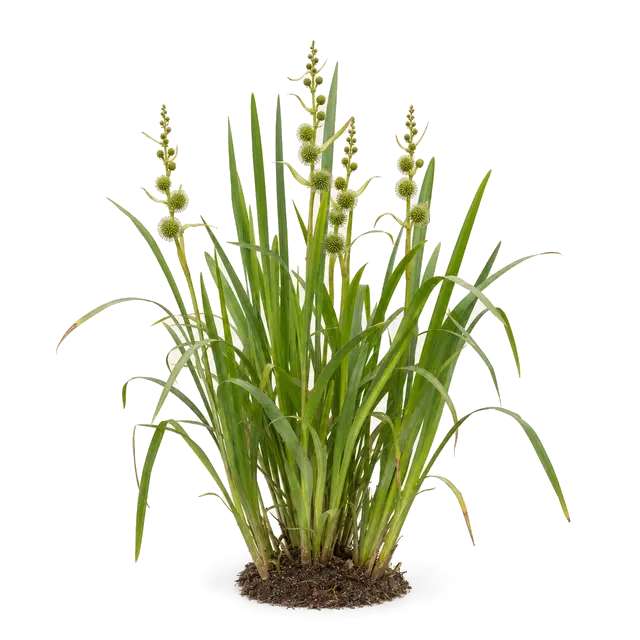 Botanische plaat van Grote egelskop