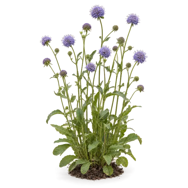 Botanische plaat van Blauwe knoop