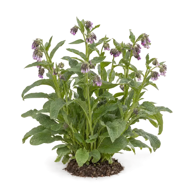 Botanische plaat van Gewone smeerwortel