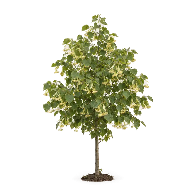 Botanische plaat van Winterlinde