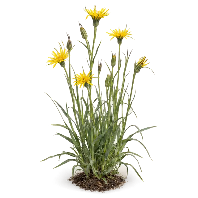 Botanische plaat van Gele morgenster