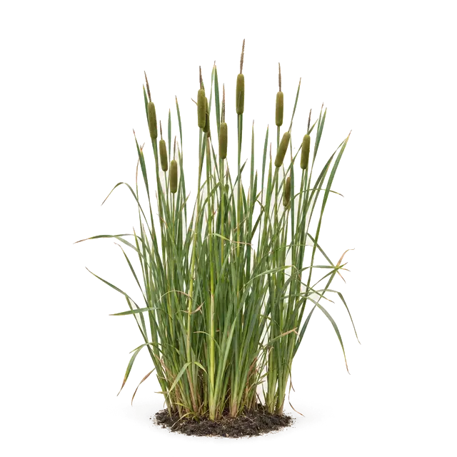 Botanische plaat van Kleine lisdodde