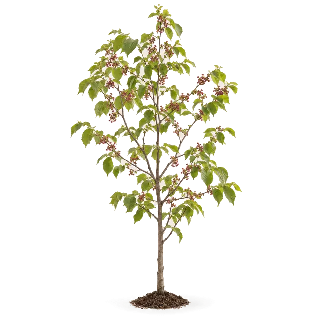 Botanische plaat van Fladderiep