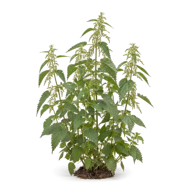Botanische plaat van Grote brandnetel