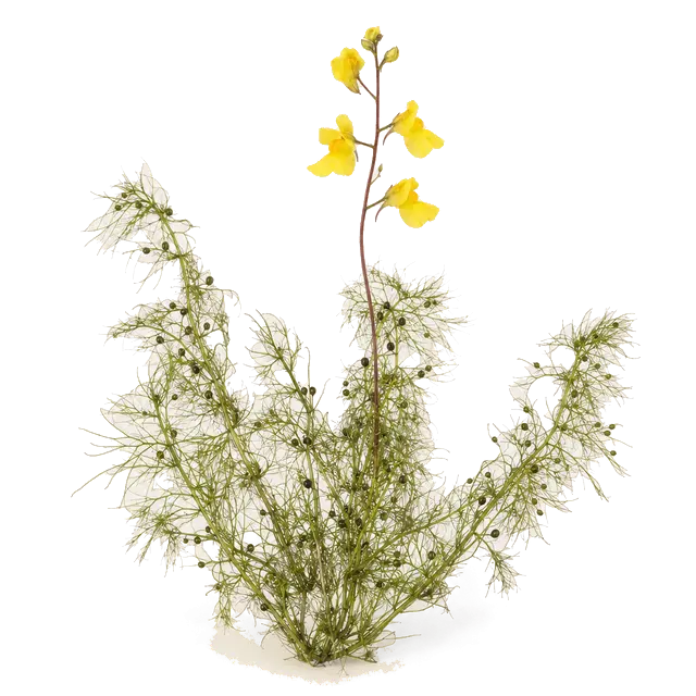 Botanische plaat van Groot blaasjeskruid