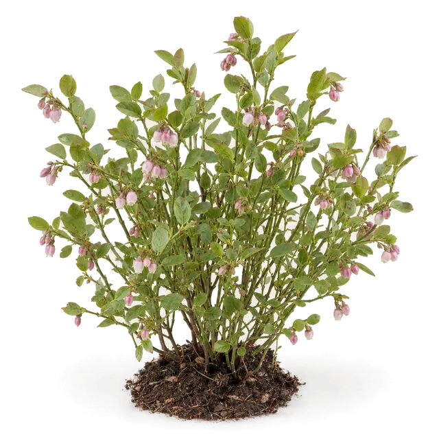 Botanische plaat van Blauwe bosbes