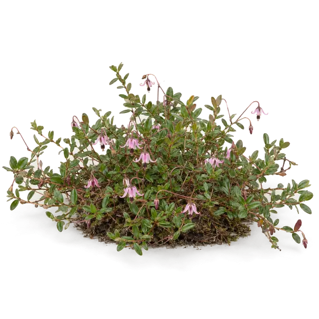 Botanische plaat van Kleine veenbes