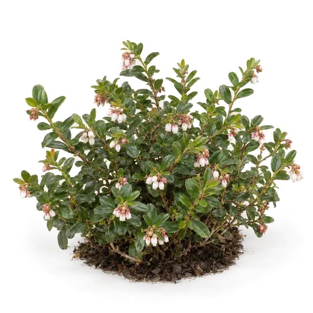 Botanische plaat van Rode bosbes