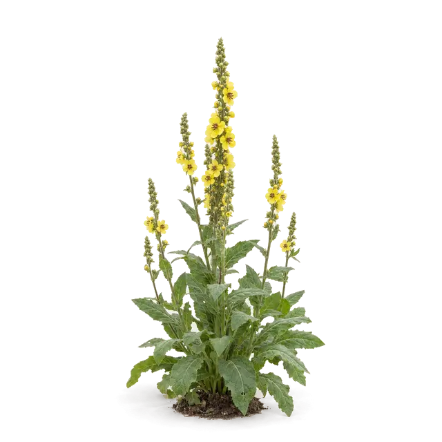 Botanische plaat van Zwarte toorts