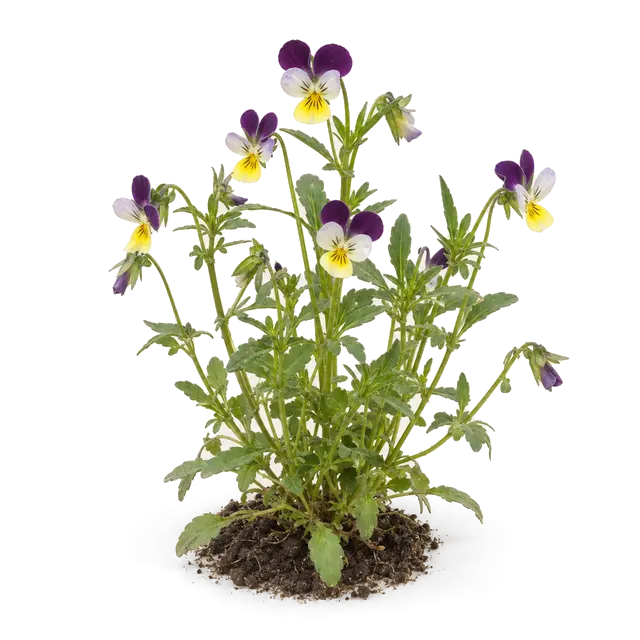 Botanische plaat van Akkerviooltje
