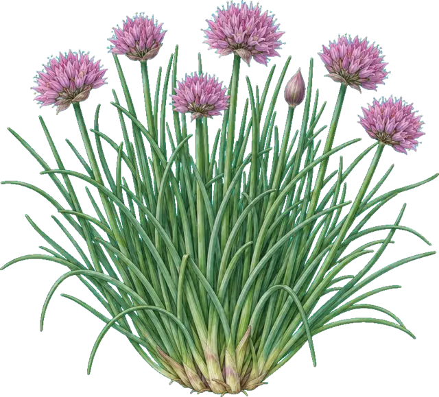 Botanische plaat van Bieslook