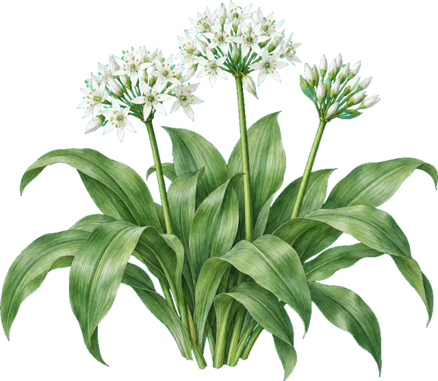 Botanische plaat van Daslook