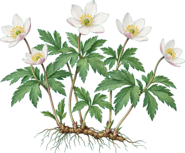 Botanische plaat van Bosanemoon
