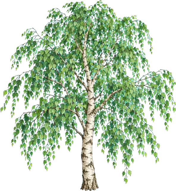 Botanische plaat van Ruwe berk