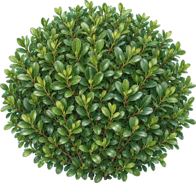 Botanische plaat van Buxus