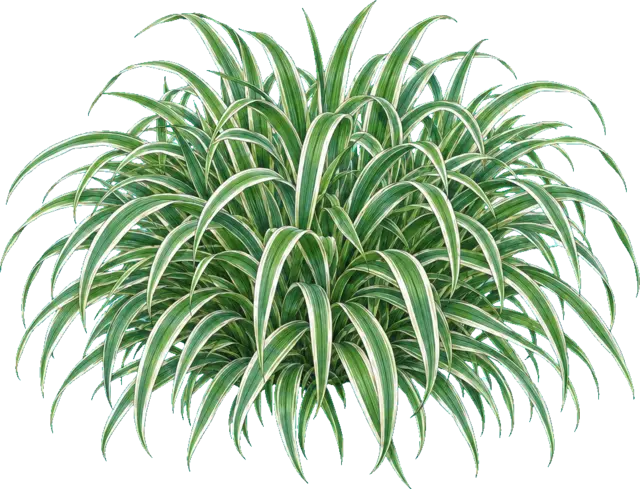 Botanische plaat van Zegge