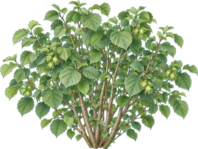 Botanische plaat van Hazelaar