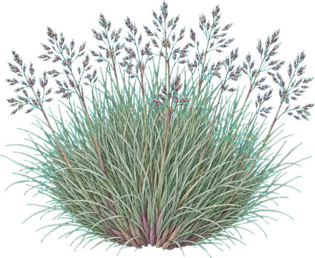 Botanische plaat van Buntgras