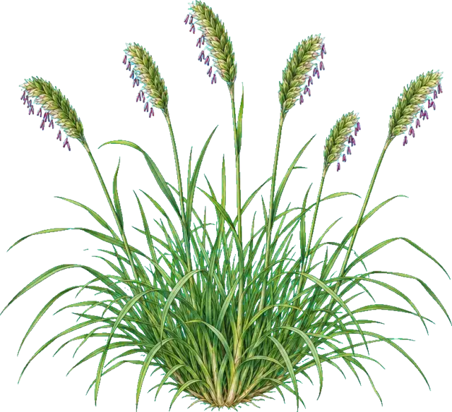 Botanische plaat van Kamgras