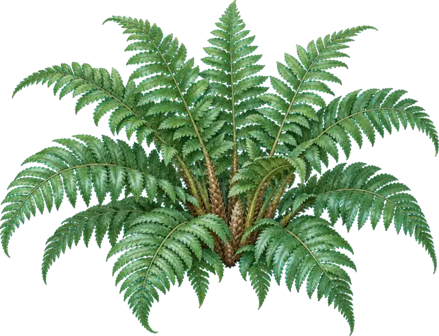 Botanische plaat van Glanzende niervaren