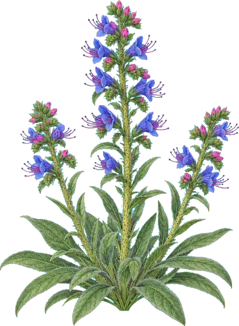Botanische plaat van Slangenkruid