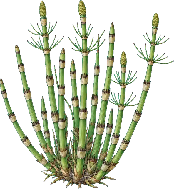 Botanische plaat van Holpijp