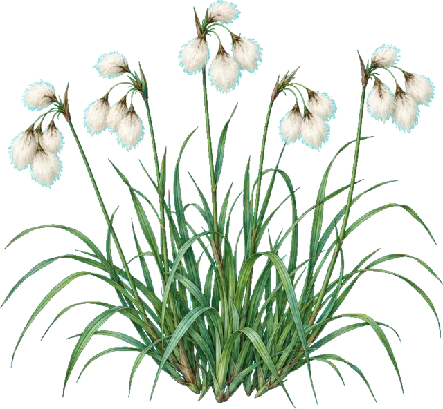 Botanische plaat van Veenpluis