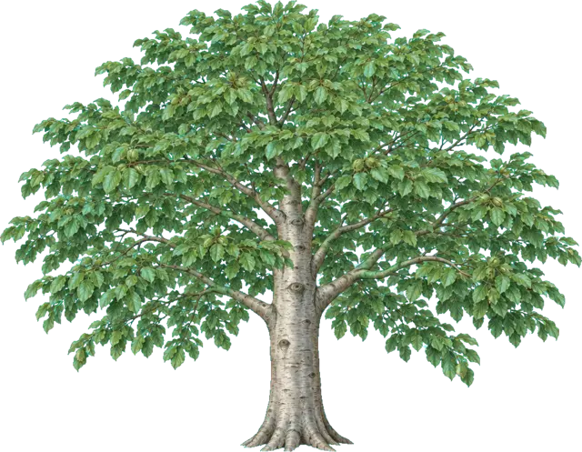 Botanische plaat van Beuk