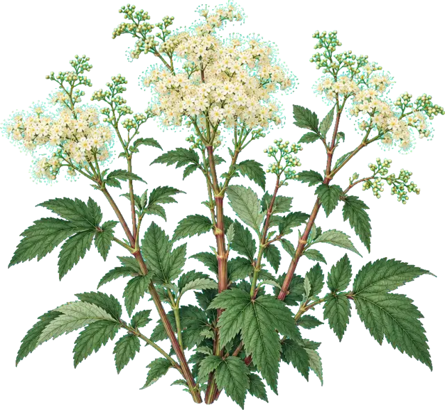 Botanische plaat van Moerasspirea