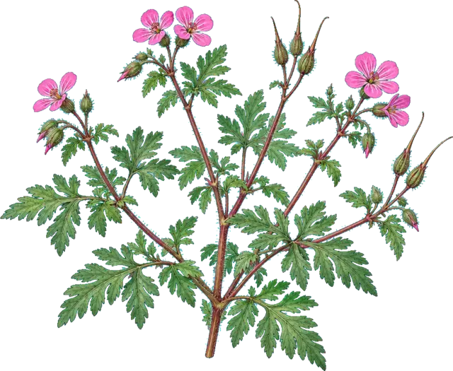 Botanische plaat van Robertskruid