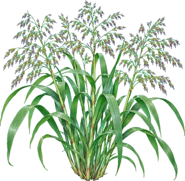 Botanische plaat van Liesgras