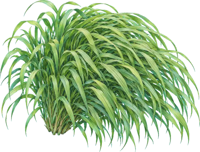 Botanische plaat van Japans siergras