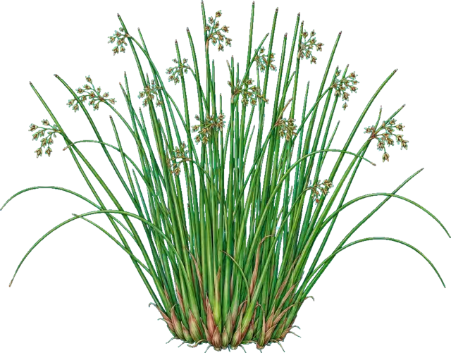 Botanische plaat van Pitrus