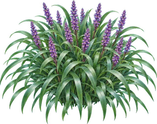 Botanische plaat van Leliegras