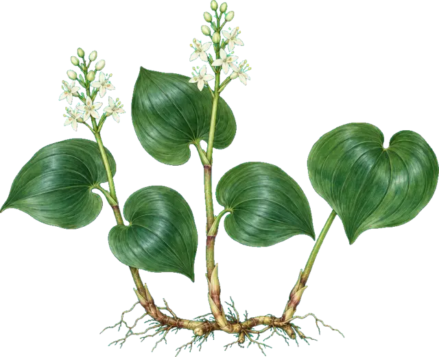 Botanische plaat van Dalkruid