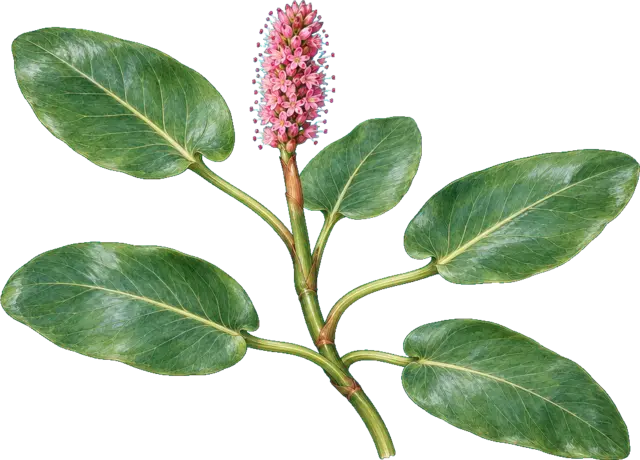 Botanische plaat van Veenwortel