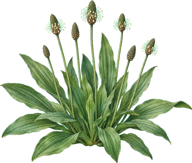Botanische plaat van Smalle weegbree